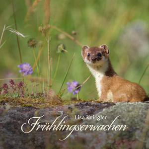 无套内谢少妇毛片A片软件美国
