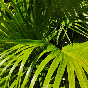 无套内谢少妇毛片A片软件美国
